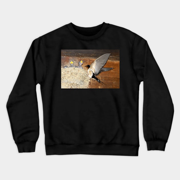 Barn Swallows Crewneck Sweatshirt by dltphoto